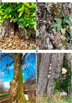 Catalogue of super-trees in Istria (Croatia) created as a result of the citizen science action